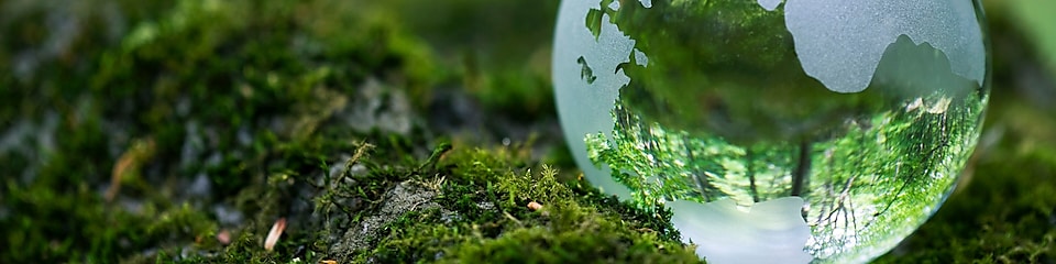 Globe on a mossy rock in forest